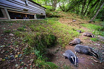 European badger (Meles meles) group foraging outside sett at woodland edge, man photographing badgers from hide. Devon, England, UK. June 2016.