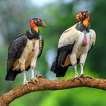 King vulture (Sarcoramphus papa), two perched on branch, adult on right, juvenile on left. Laguna del Lagarto, Boca Tapada, Costa Rica. Controlled conditions.