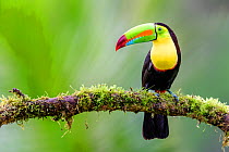 RF - Keel-billed toucan (Ramphastos sulfuratus) perched on mossy branch. Boca Tapada, Costa Rica. (This image may be licensed either as rights managed or royalty free.)
