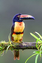 RF - Collared aracari (Pteroglossus torquatus) perched on branch. Boca Tapada, Costa Rica. (This image may be licensed either as rights managed or royalty free.)