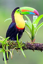 RF - Keel-billed toucan (Ramphastos sulfuratus) perched on branch. Boca Tapada, Costa Rica. (This image may be licensed either as rights managed or royalty free.)
