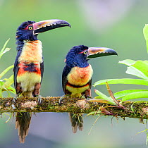 RF - Collared aracari (Pteroglossus torquatus), pair perched on branch, looking in same direction. Boca Tapada, Costa Rica. (This image may be licensed either as rights managed or royalty free.)