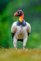 RF - King vulture (Sarcoramphus papa). Laguna del Lagarto, Boca Tapada, Costa Rica. Controlled conditions. (This image may be licensed either as rights managed or royalty free.)