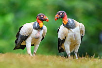 RF - King vulture (Sarcoramphus papa), two side by side. Laguna del Lagarto, Boca Tapada, Costa Rica. Controlled conditions. (This image may be licensed either as rights managed or royalty free.)