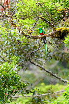 RF - Resplendent quetzal (Pharomachrus mocinno), male perched in canopy of cloud forest. Los Quetzales National Park, Savegre River Valley, Costa Rica. (This image may be licensed either as rights man...