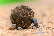 RF - Dung beetle (Scarabaeidae) rolling dung ball. South Luangwa National Park, Zambia. (This image may be licensed either as rights managed or royalty free.)