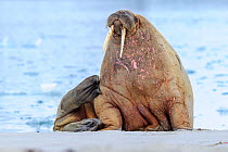 RF - Walrus (Odobenus rosmarus) hauled out on shore, portrait. Northern Spitsbergen, Svalbard, Norway. July. (This image may be licensed either as rights managed or royalty free.)