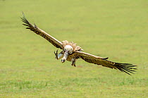 RF - Ruppell's griffon vulture (Gyps rueppelli) in flight, coming in to land to scavenge on carcass. Serengeti National Park, Tanzania. (This image may be licensed either as rights managed or royalty...