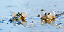 RF - European marsh frog (Pelophylax ridibundus), two males calling during breeding season, throat sacs inflated. Danube Delta, Romania. May. (This image may be licensed either as rights managed or ro...