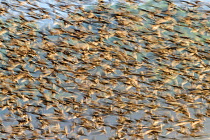 RF - Red-billed quelea (Quelea quelea) flock in flight, blurred motion. South Luangwa National Park, Zambia. (This image may be licensed either as rights managed or royalty free.)