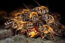 Honey bees (Apis mellifera) attacking a hornet (Vespa crabro). Honeybees survive a 1 degree Celsius higher body temperature than hornets. When they attack the hornet, they cover it, heat their own bod...