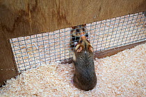 European hamsters (Cricetus cricetus) interacting through fenced enclosure setup to determine if the hamsters are ready to mate, part of a breeding program. This is necessary because the wild populati...