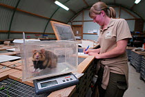 Zookeeper Nienke weighing a European hamster (Cricetus cricetus) which is part of a breeding program run by GaiaZOO, Kerkade, The Netherlands. May. Model released.