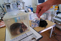 Telemetry transmitters in labelled clear plastic bags which will be inserted into a European hamster (Cricetus cricetus) as part of a breeding program run by GaiaZOO, The Netherlands. About 10 percent...