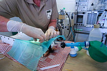 Zoo veterinarian Christine Kaandorp about to insert a telemetry transmitter into a European hamster (Cricetus cricetus). About 10 percent of the European hamsters in the breeding program are equipped...