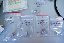 Telemetry transmitters in labelled clear plastic bags which will be inserted into European hamsters (Cricetus cricetus) as part of a breeding program run by GaiaZOO, The Netherlands. About 10 percent...