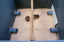 GaiaZOO European Hamster (Cricetus cricetus) Breeding Program: enclosure setup to determine if the hamsters are ready to mate. This is necessary because the wild population cannot survive on its own a...