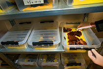 Wild Fire salamanders (Salamandra salamandra) keep in plastic trays, part of a program to capture the last wild population in the Netherlands and keep it safe in GaiaZOO to prevent infection from a de...