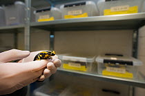 A wild Fire salamander (Salamandra salamandra) held in gloved hands in front of plastic trays containing more fire salamanders, part of a program to capture the last wild population in the Netherlands...
