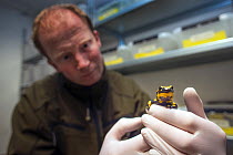 A wild Fire salamander (Salamandra salamandra) held by Bas Martens, Head of Animal Care at GaiaZOO. Part of a program to capture the last wild population in the Netherlands and keep it safe in GaiaZOO...