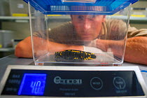 A wild Fire salamander (Salamandra salamandra) being weighed by Bas Martens, Head of Animal Care at GaiaZOO as part of a program to capture the last wild population in the Netherlands and kept it safe...