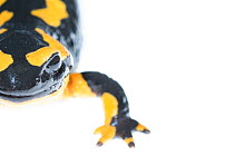 Close -up of a wild Fire salamander (Salamandra salamandra) captured and kept safe in GaiaZOO to prevent infection from a deadly fungus, Batrachochytrium dendrobatidis. The Netherlands, August, 2014.
