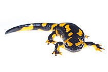Wild Fire salamander (Salamandra salamandra) captured and kept safe in GaiaZOO to prevent infection from a deadly fungus, Batrachochytrium dendrobatidis. The Netherlands, August, 2014.