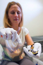 Professor Dr. An Martel, University of Ghent, taking a swab from a Fire salamander (Salamandra salamandra) to check whether any DNA of the fungus Batrachochytrium dendrobatidis is present. The Fire sa...