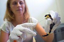 Professor Dr. An Martel, University of Ghent, taking a swab from a Fire salamander (Salamandra salamandra) to check whether any DNA of the fungus Batrachochytrium dendrobatidis is present. The Fire sa...