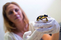 Professor Dr. An Martel holding a Fire salamander (Salamandra salamandra) from the Robertville forest in Belgium. An outbreak of Batrachochytrium dendrobatidis was detected in this forest in 2014. Som...