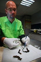 Professor Dr. Frank Pasmans cutting tissue samples from dead Fire salamanders (Salamandra salamandra) from Ovitat, Belgium, which may have died of BS (Batrachochytrium salamandirvorans) infection. Ghe...