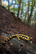 Fire salamander (Salamandra salamandra), Hallerbos, Belgium. October.