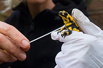 Fire salamander (Salamandra salamandra) being swabbed with a cotton swab to check for Batrachochytrium dendrobatidis fungus DNA, Hallerbos, Belgium. October 2014.