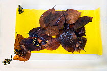 Wild Fire salamanders (Salamandra salamandra) on a plastic tray with damp leaves, part of a program to capture the last wild population in the Netherlands and kept it safe in GaiaZOO to prevent infect...