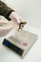 A wild Fire salamander (Salamandra salamandra) being weighed, part of a program to capture the last wild population in the Netherlands and keep it safe in GaiaZOO to prevent infection from a deadly fu...