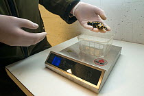 A wild Fire salamander (Salamandra salamandra) about to be weighed, part of a program to capture the last wild population in the Netherlands and keep it safe in GaiaZOO to prevent infection from a dea...