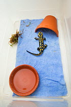 A wild Fire salamander (Salamandra salamandra) in its container, part of a program to capture the last wild population in the Netherlands and keep it safe in GaiaZOO to prevent infection from a deadly...