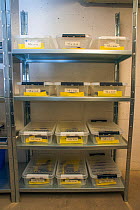 Shelves with containers housing the last wild Fire salamanders (Salamandra salamandra) in the Netherlands, captured and kept safe in GaiaZOO to prevent infection from a deadly fungus, Batrachochytrium...