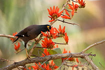 Common Myna (Acridotheres tristis) in flowering Indian coral tree (Erythrina indica), Bangalore, India.