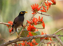 Common Myna (Acridotheres tristis) in flowering Indian coral tree (Erythrina indica), Bangalore, India.