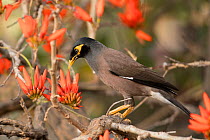 Common myna (Acridotheres tristis) on flowering Indian coral tree (Erythrina indica), Bangalore, India.