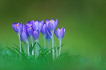Crocus (Crocus sativus). Lyme Regis, Dorset, England, UK. February.