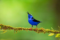 Red-legged honeycreeper (Cyanerpes cyaneus) male calling, perched on moss covered branch. Costa Rica.