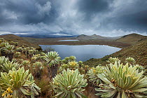 Frailejon (Espeletia pycnophylla) plants in paramo, view to Voldero Lagoons. El Angel Ecological Reserve, Carchi Province, Ecuador. August 2010.