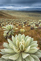 Frailejon (Espeletia pycnophylla) plants on slope in paramo. Voldero Lagoons, El Angel Ecological Reserve, Carchi Province, Ecuador. August 2010.