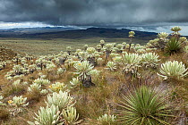 Frailejon (Espeletia pycnophylla) plants on slope of paramo. Voldero Lagoons, El Angel Ecological Reserve, Carchi Province, Ecuador. August 2010.