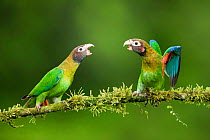 Brown-hooded parrot (Pyrilia haematotis), two fighting on branch. Laguna del Lagarto, Costa Rica.