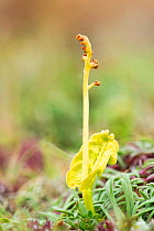 Moonwort (Botrychium lunaria). Keen of Hamar Nature Reserve, Unst, Shetland, Scotland, UK. August.