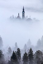 Church of the Assumption of St. Mary in mist, viewed through conifers on shore of Lake Bled, Slovenia. February 2017.
