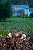 DELETE Common mole (Talpa europaea) on molehill at dusk, house in background. Uplyme, Devon, England, UK. December. Controlled conditions
